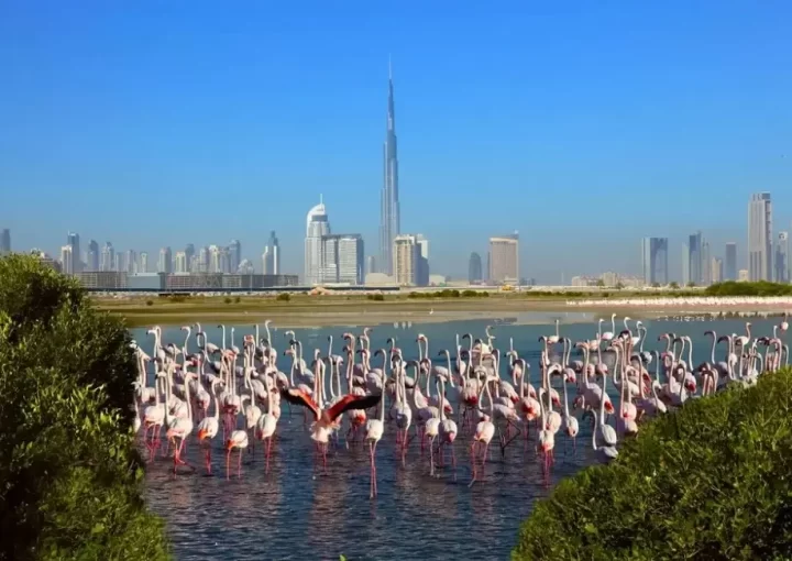 منطقه راس الخور